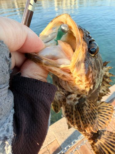 ベッコウゾイの釣果