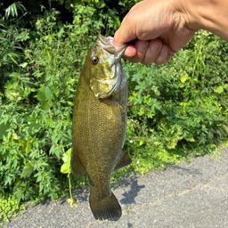 スモールマウスバス