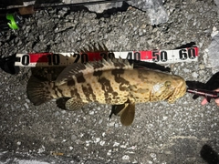 チャイロマルハタの釣果