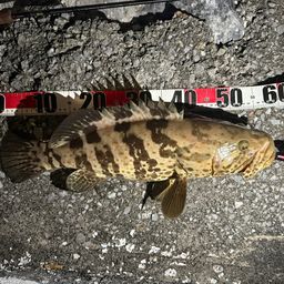 チャイロマルハタ