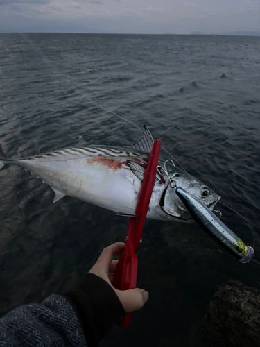 スマガツオの釣果
