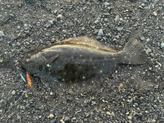 ヒラメの釣果