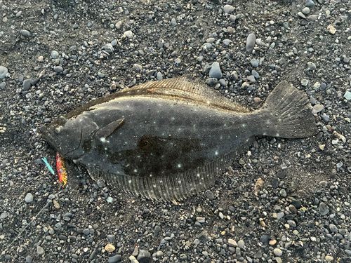 ヒラメの釣果