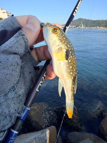 クサフグの釣果