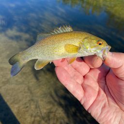 スモールマウスバス