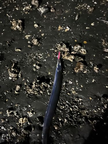 タチウオの釣果