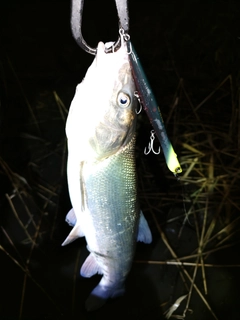 マルタウグイの釣果