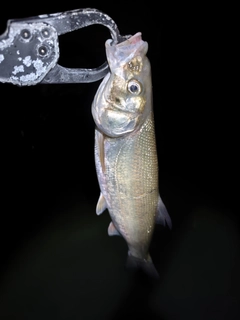 マルタウグイの釣果