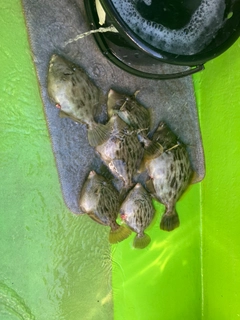 カワハギの釣果