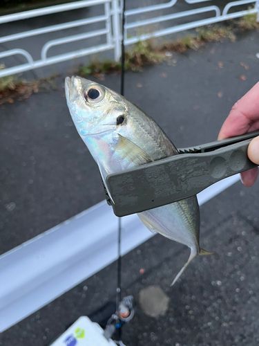 マアジの釣果