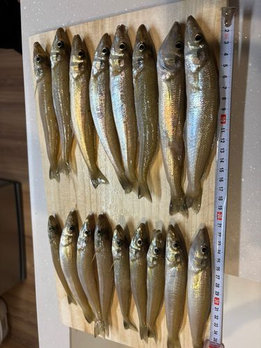 シロギスの釣果