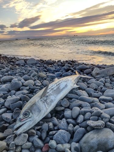 サゴシの釣果