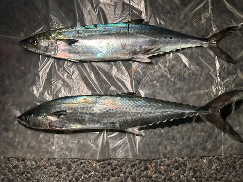 サゴシの釣果