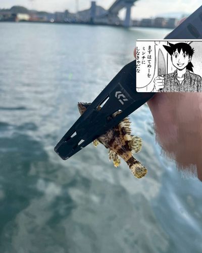 タケノコメバルの釣果