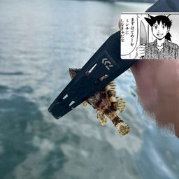 タケノコメバル