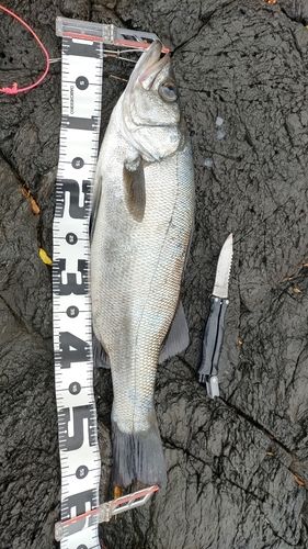 ヒラスズキの釣果