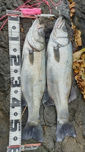 ヒラスズキの釣果