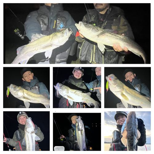 シーバスの釣果