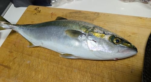 ヤズの釣果