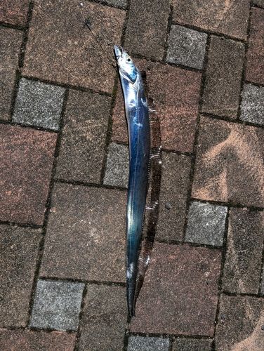 タチウオの釣果