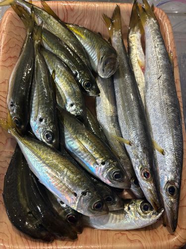 アジの釣果