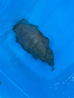 コウイカの釣果