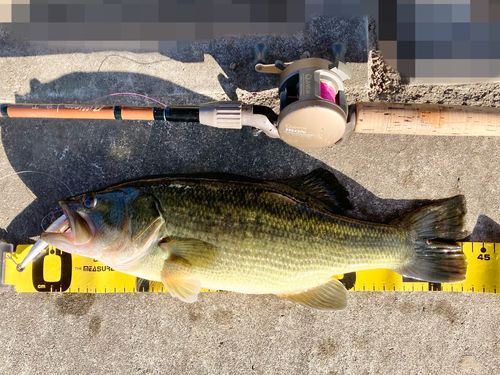 ラージマウスバスの釣果