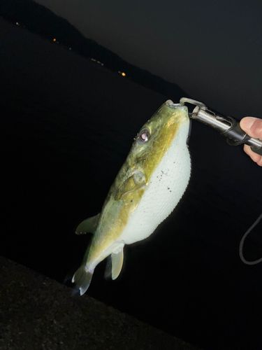 シロサバフグの釣果