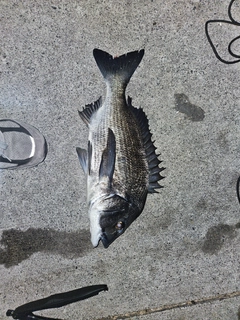 クロダイの釣果