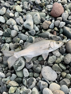 セイゴ（ヒラスズキ）の釣果