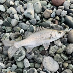 セイゴ（ヒラスズキ）