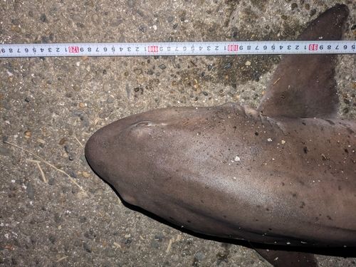 ドチザメの釣果