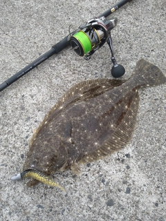 ヒラメの釣果