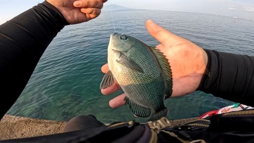 メジナの釣果
