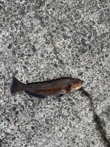 アイナメの釣果