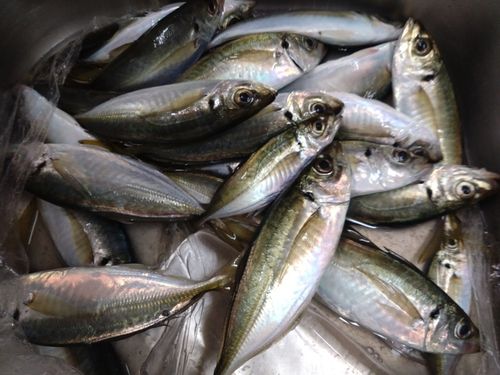 東京湾（アクアライン〜富津）