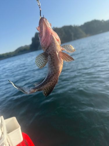 オオモンハタの釣果