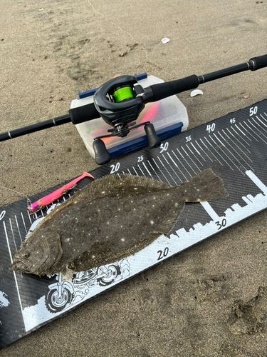 ヒラメの釣果