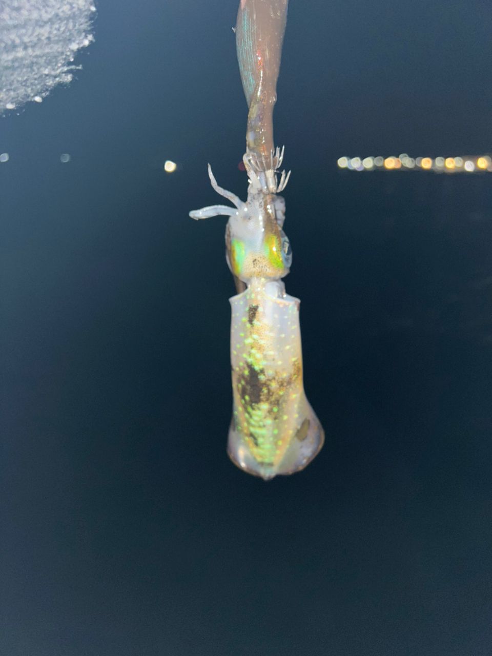 SHIMANO 21セフィア XR S83MLの最安値・インプレ・釣果 | 本音の口コミ