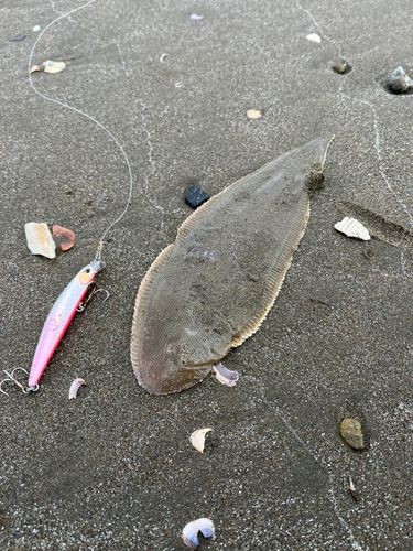 シタビラメの釣果