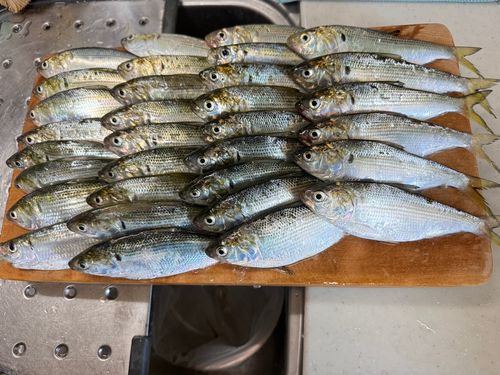 コハダの釣果