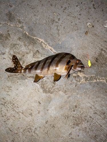 タカノハダイの釣果
