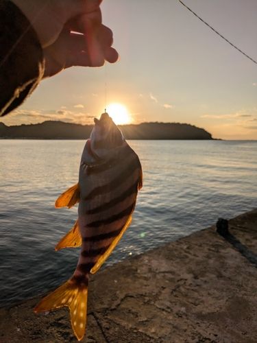 タカノハダイの釣果