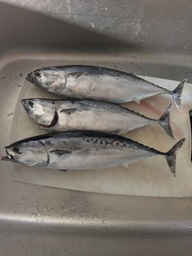 ソウダガツオの釣果