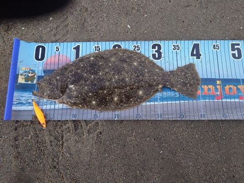 ヒラメの釣果