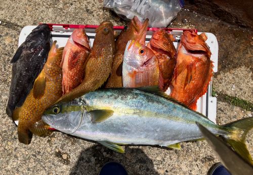 ウッカリカサゴの釣果