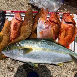 ウッカリカサゴ