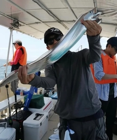 タチウオの釣果