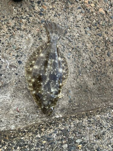 サノヤスドック