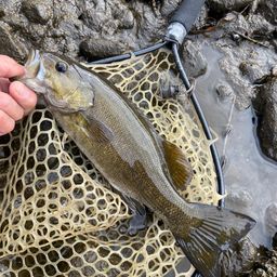 スモールマウスバス